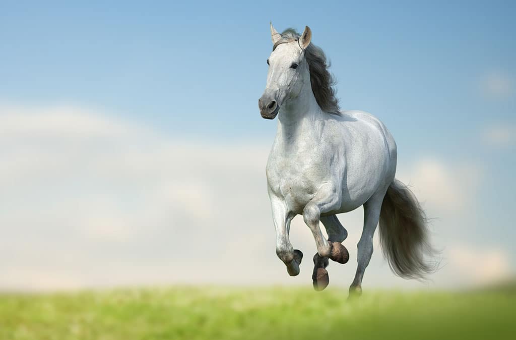 Andalusier hest løber på mark