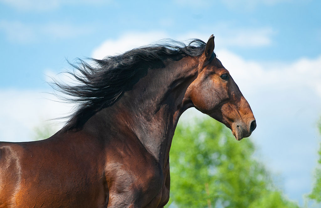 Andalusier hest