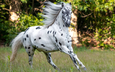 Appaloosa hest