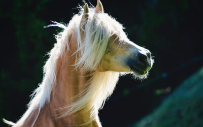 Haflinger hesten