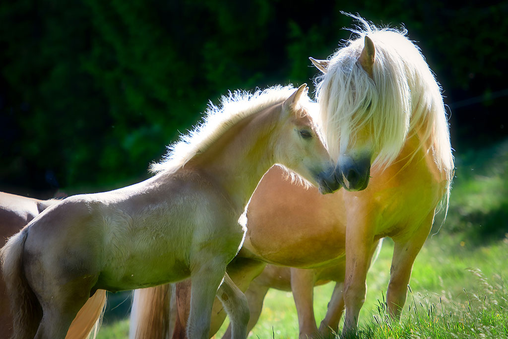 Mor og føl Haflinger hest