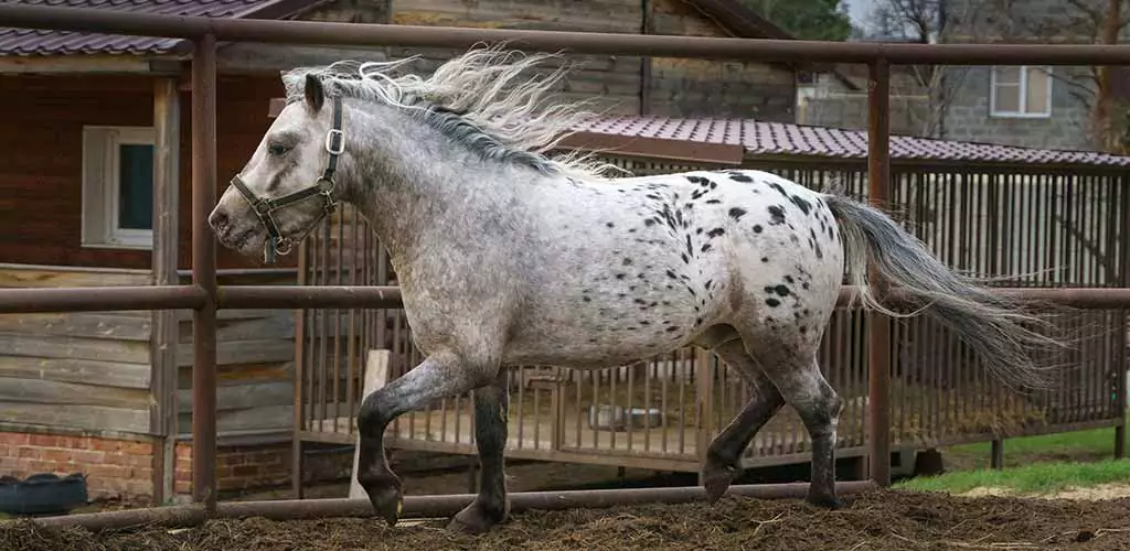 Appaloosa hest løber