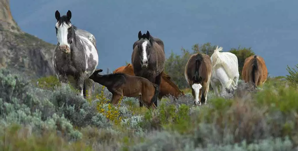 Flok af Mustang heste