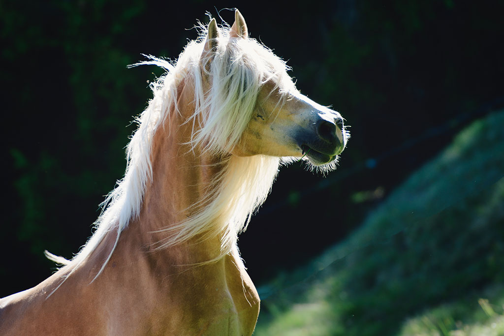 Flot Haflinger hest