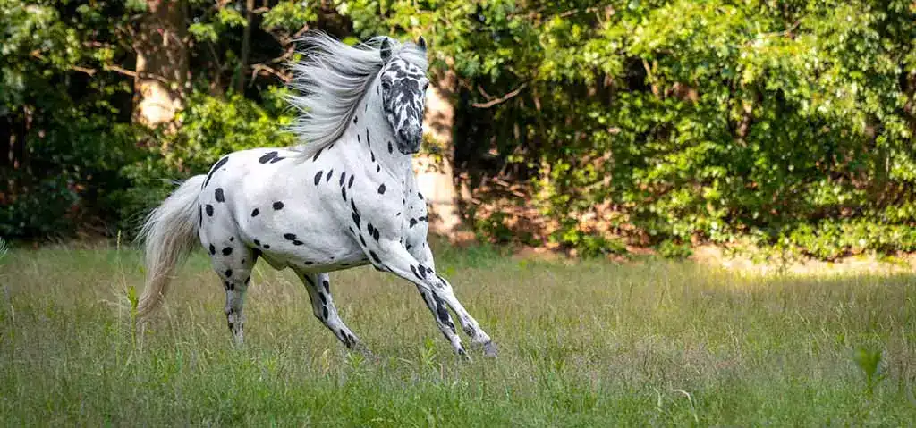 Flot Appaloosa hest på mark