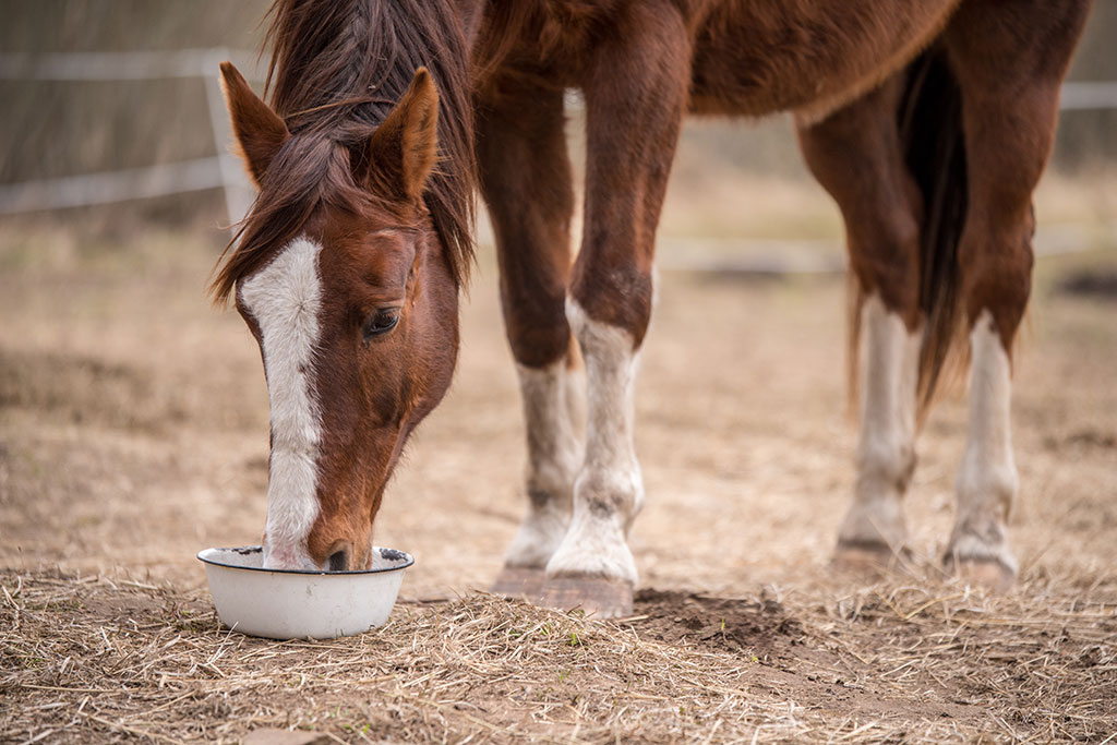 Hest spiser af skål