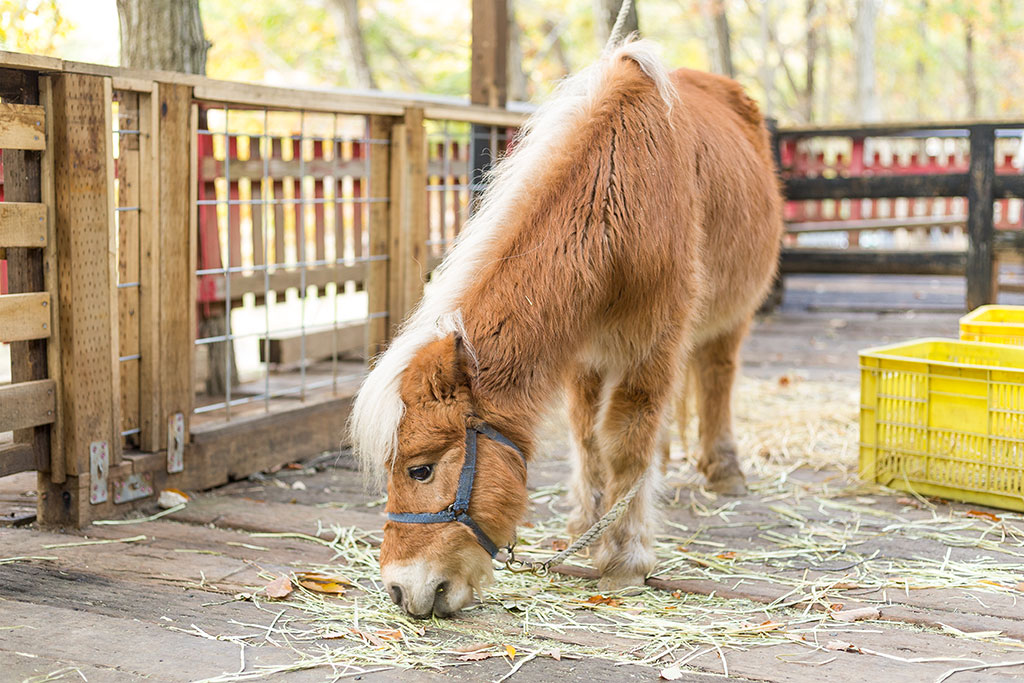 Hest spiser