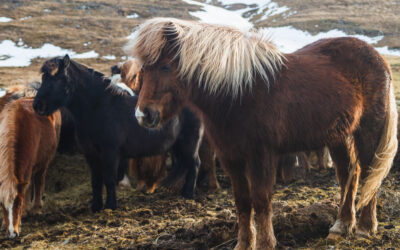 Islandsk hest