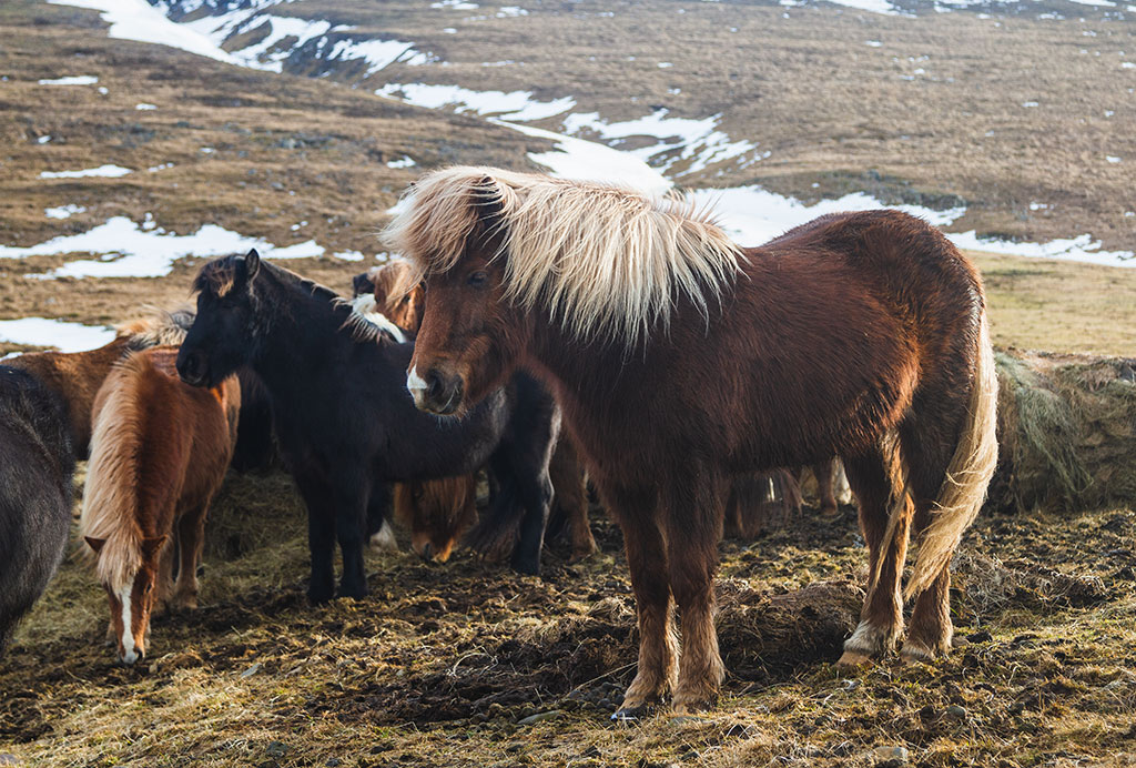 Islandske heste på Island