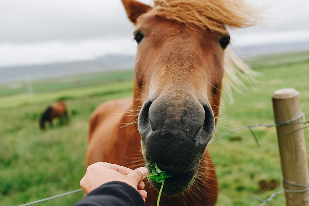 Pige fordrer hest