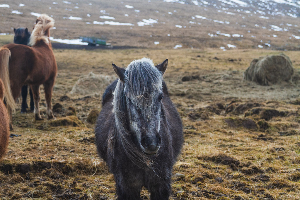 Sort islandsk hest