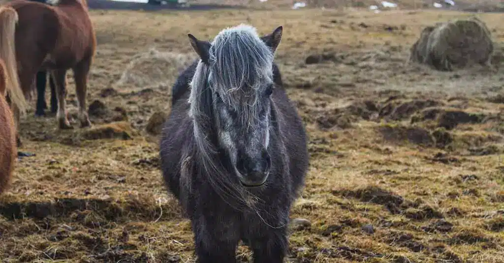 Sort Islandsk hest