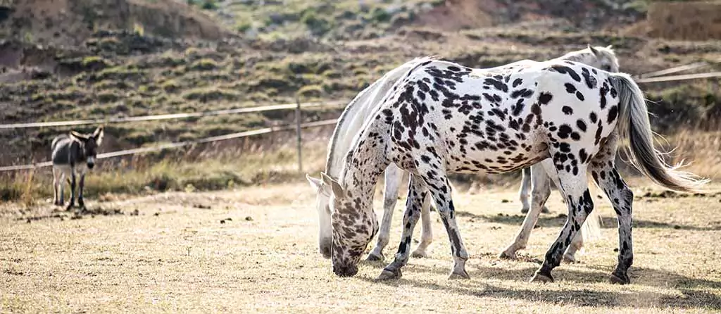 To Appaloosa heste spiser