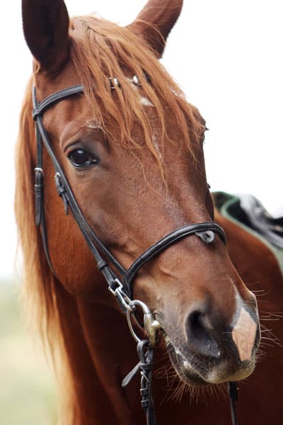 Close-up af en hest