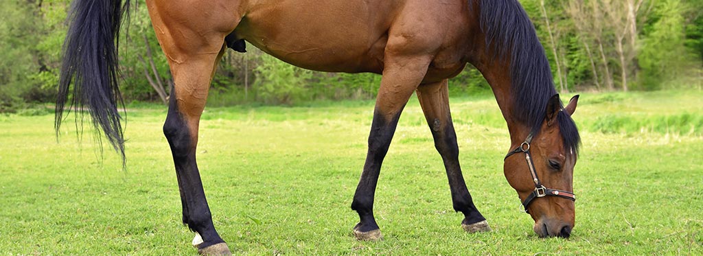 Hest græsser på mark