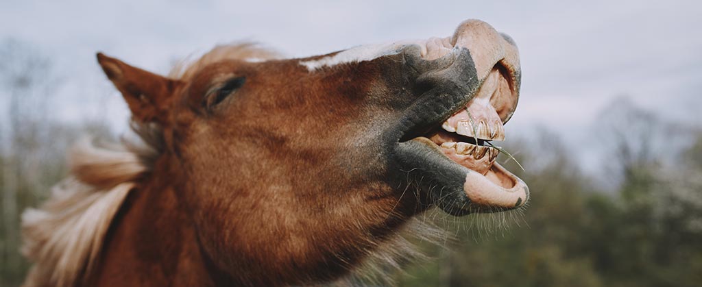 hest med åben mund