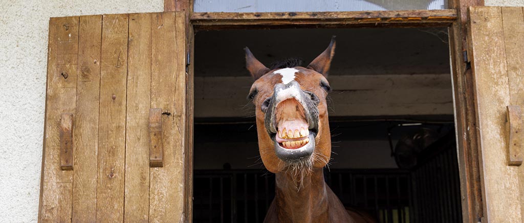 hest viser tænder