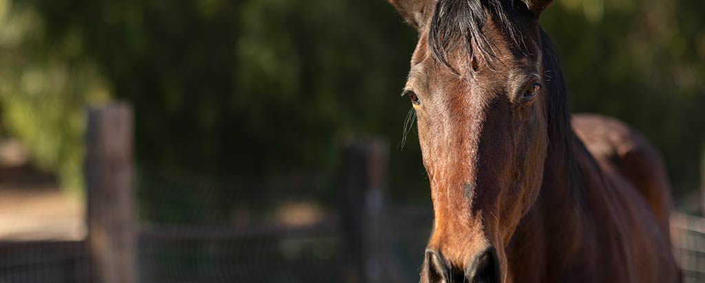 Hingst