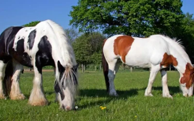 Tinker hest / Irish Cob