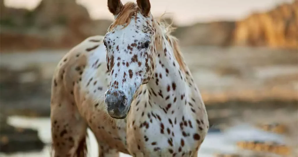 Knabstrupper hest