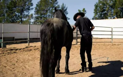 Ridning uden saddel – en oplevelse for både rytter og hest