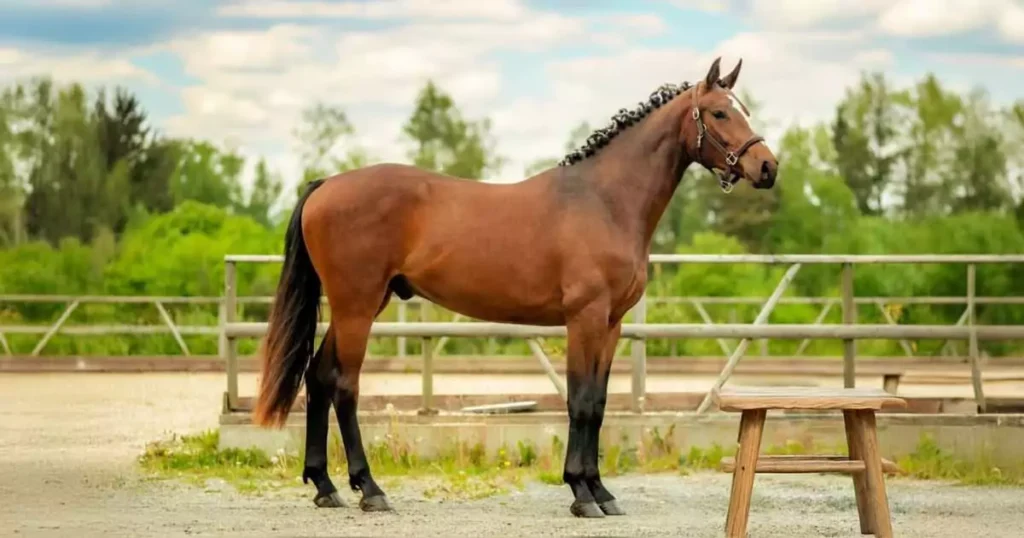 Svensk Varmblod hest