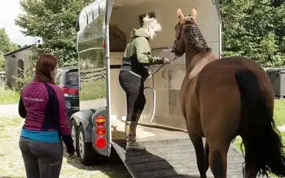 Sådan lærer du din hest at gå i trailer – trin for trin