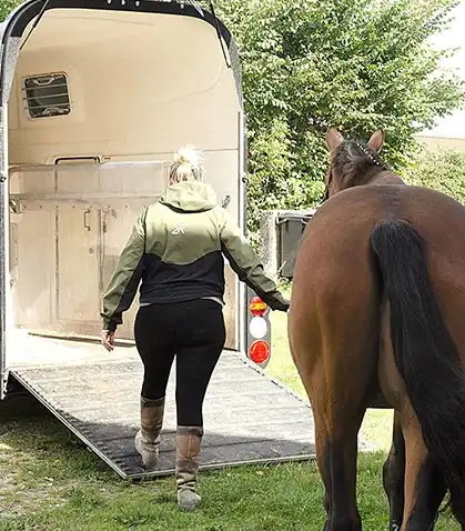 trailertraening Trailertræning af hest